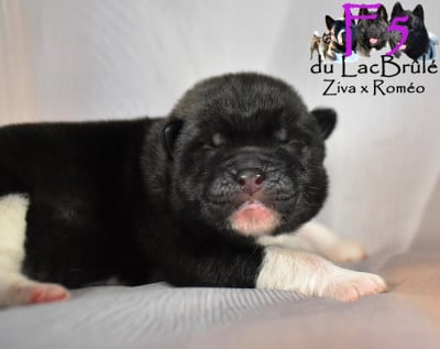 Les chiots de Akita americain