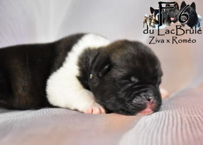Les chiots de Akita americain