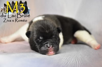 Les chiots de Akita americain