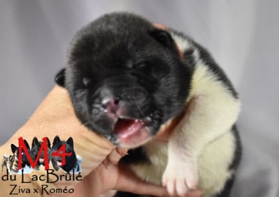 Les chiots de Akita americain