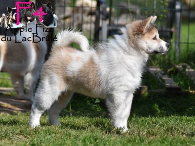 Les chiots de Bangkaew de Thailande