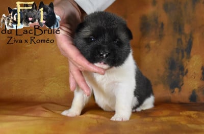 Les chiots de Akita americain