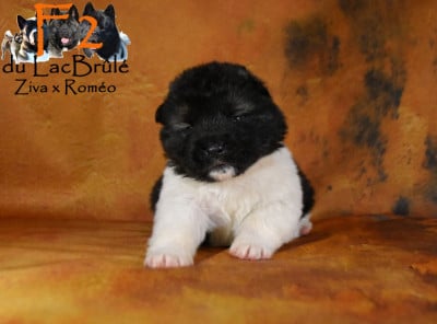Les chiots de Akita americain