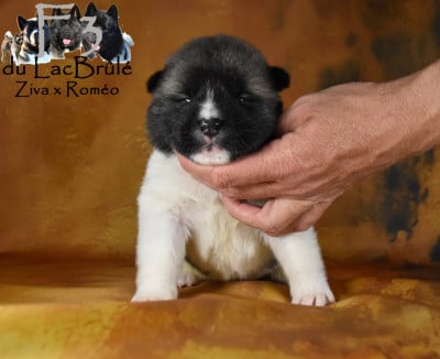 Les chiots de Akita americain