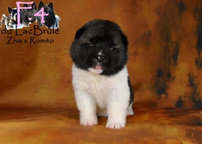 Les chiots de Akita americain