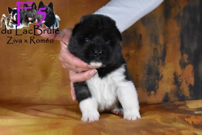 Les chiots de Akita americain