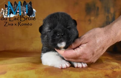 Les chiots de Akita americain