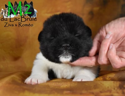 Les chiots de Akita americain