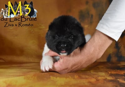 Les chiots de Akita americain