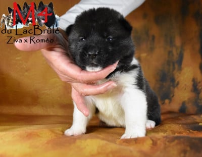 Les chiots de Akita americain