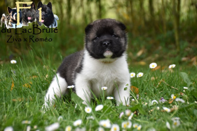 Les chiots de Akita americain