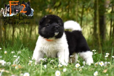 Les chiots de Akita americain