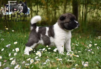 Les chiots de Akita americain