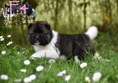 Les chiots de Akita americain