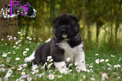 Les chiots de Akita americain
