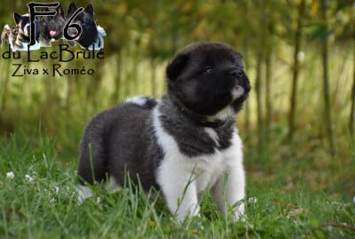 Les chiots de Akita americain