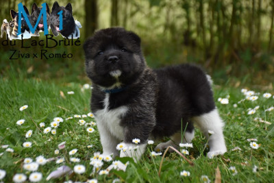 Les chiots de Akita americain