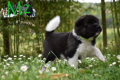 Les chiots de Akita americain