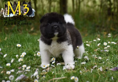 Les chiots de Akita americain