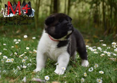 Les chiots de Akita americain