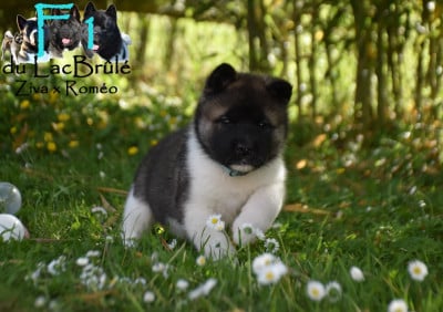 Les chiots de Akita americain