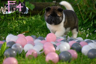 Les chiots de Akita americain