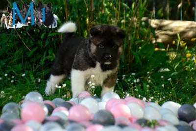 Les chiots de Akita americain