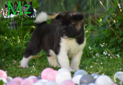 Les chiots de Akita americain