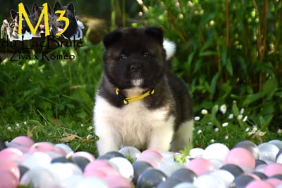 Les chiots de Akita americain