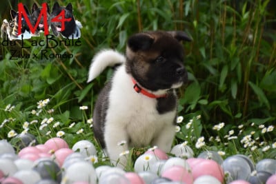 Les chiots de Akita americain