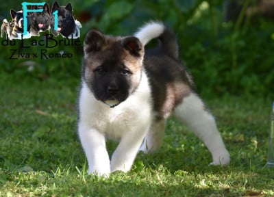 Les chiots de Akita americain