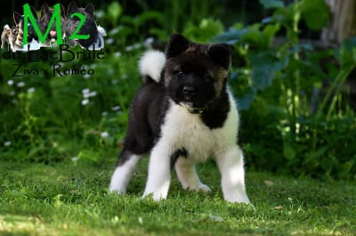 Les chiots de Akita americain