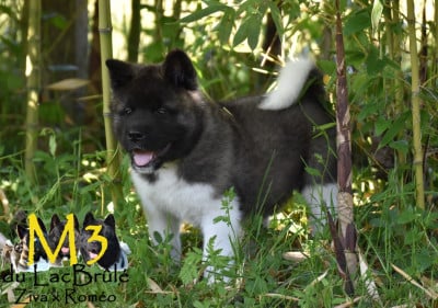 Les chiots de Akita americain