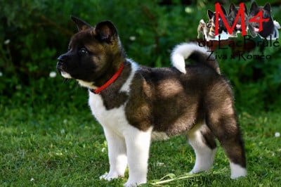 Les chiots de Akita americain