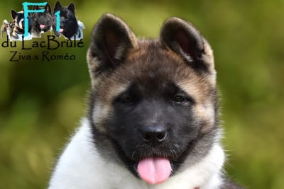Les chiots de Akita americain