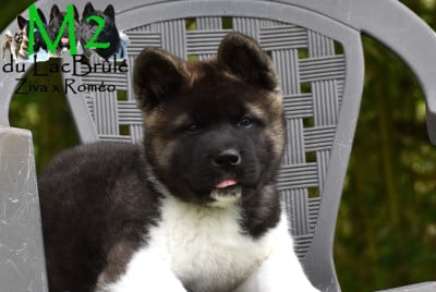 Les chiots de Akita americain