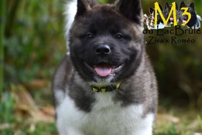 Les chiots de Akita americain
