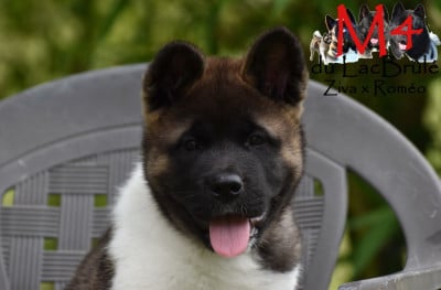 Les chiots de Akita americain