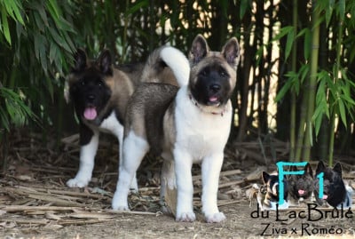 Les chiots de Akita americain