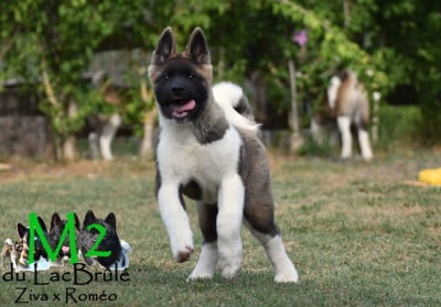 Les chiots de Akita americain