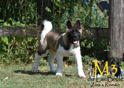 Les chiots de Akita americain
