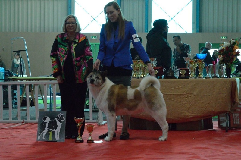 CH. Ashka of Sea Bird Sanctuary - (CVF) : 1er excellent / MEILLEUR VETERAN / CHAMPION VETERAN