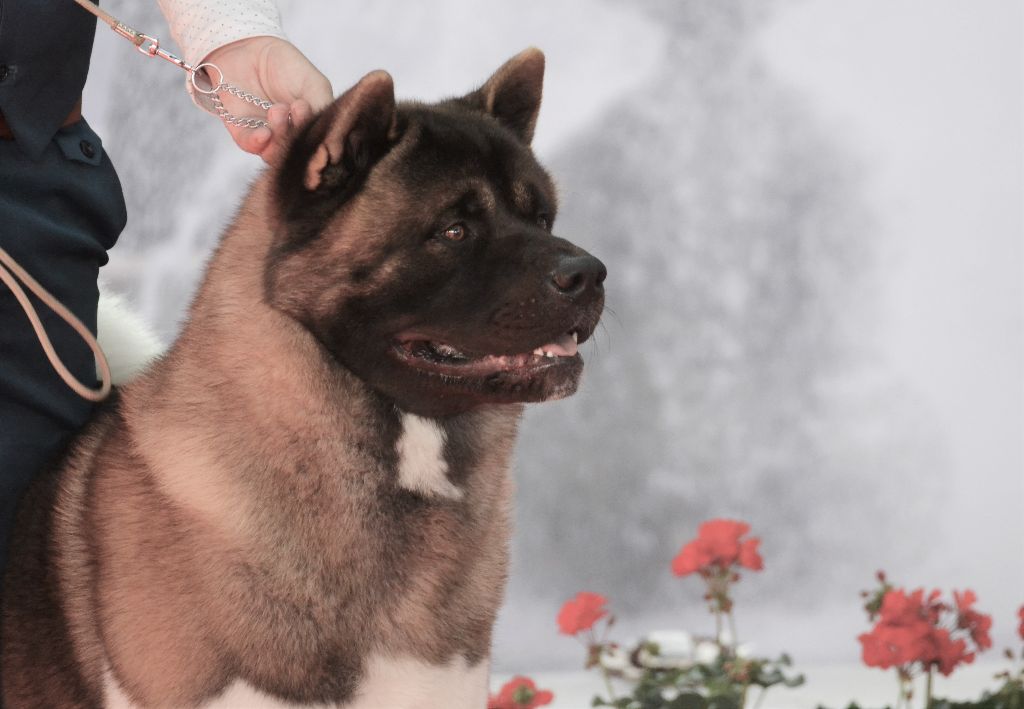 CH. Not by chance but destiny du Lac Brûlé - (CCHM) 1 er Ex CACIB / Meilleur de Race