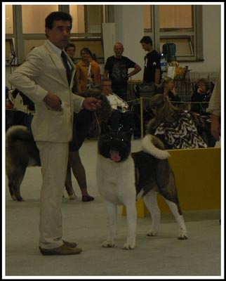 CH. Attori hanzo of Sea Bird Sanctuary - 3ème Ex. Classe Champion Mâle