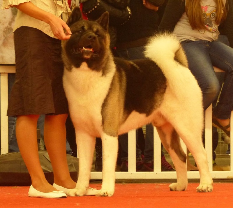 Ghoover du Lac Brûlé - (COM) : 1er Ex CACS-CACIB-BOB-Préselectionné dans le 6 Meilleur de Groupe