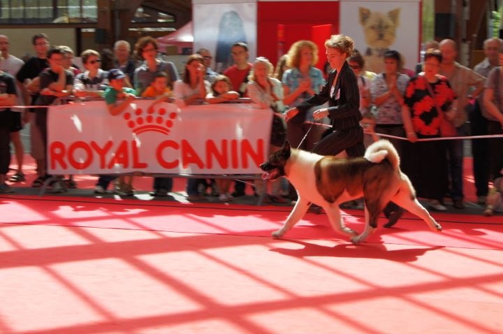 CH. Attori hanzo of Sea Bird Sanctuary - (CCHM) : 1er Excellent CACIB / BOB