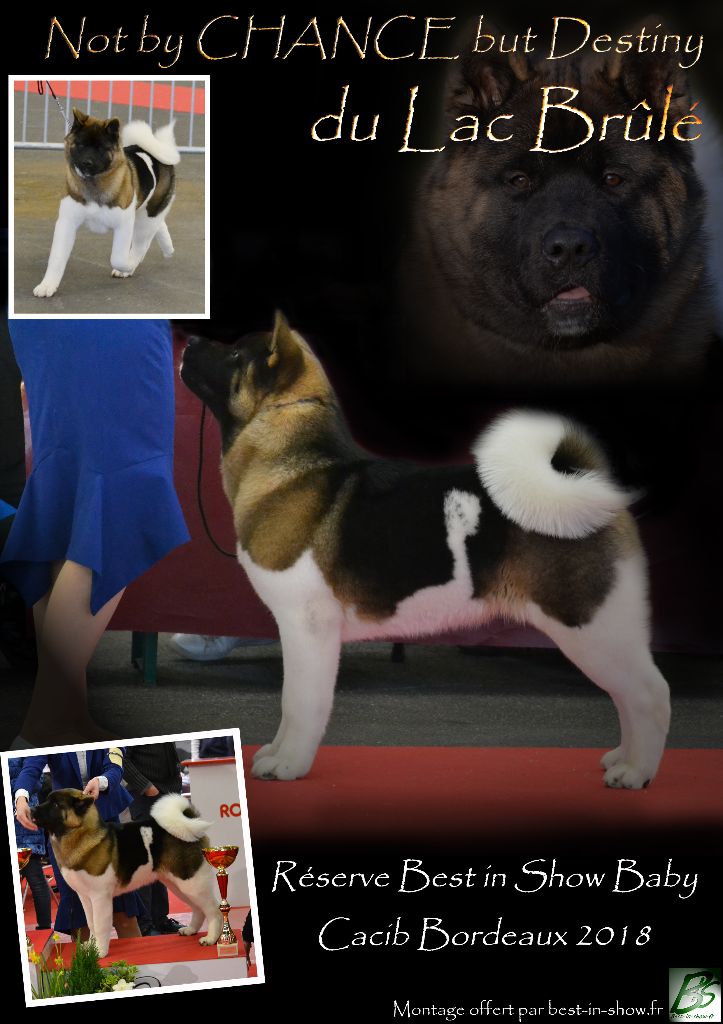 CH. Not by chance but destiny du Lac Brûlé - CBM : 1er Très Prometteur / Meilleur Baby / Reserve Best in Show Baby