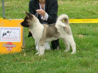 Domino du Lac Brûlé - 1ère Très Prometteur Classe Baby