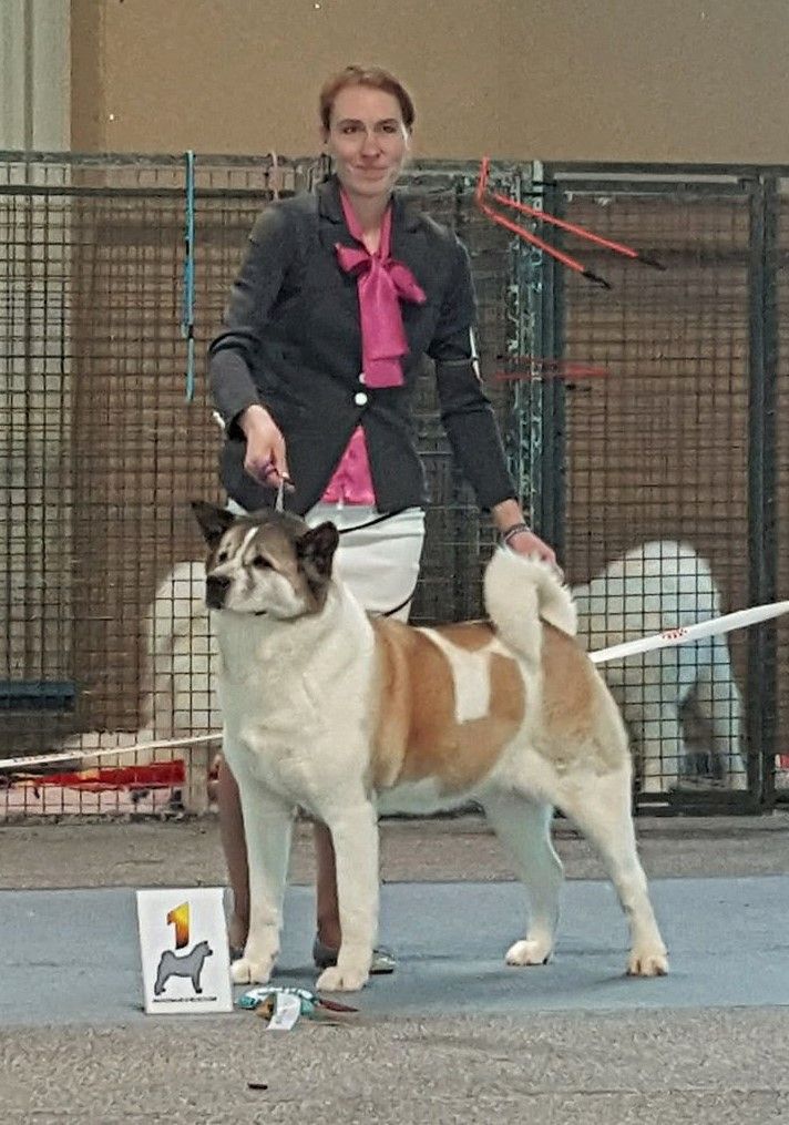 CH. Ashka of Sea Bird Sanctuary - (CVF) : 1ère Excellente / Meilleur Vétéran