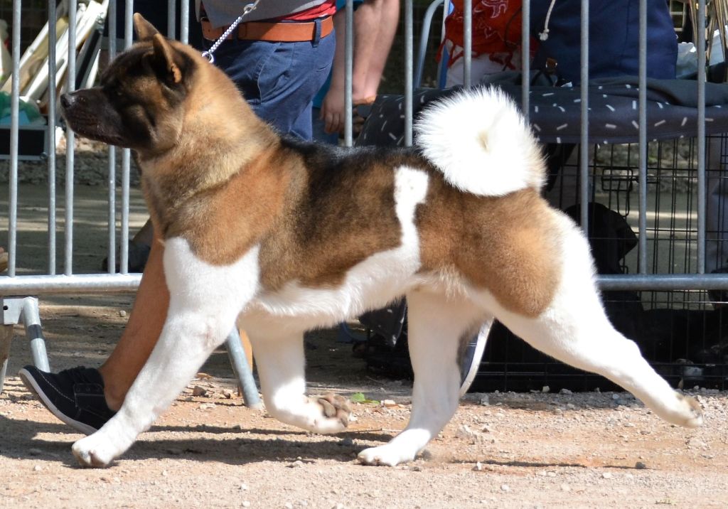 CH. Not by chance but destiny du Lac Brûlé - (CIM) : 1er Ex CACS / MEILLEUR DE RACE / MEILLEUR DE GROUPE